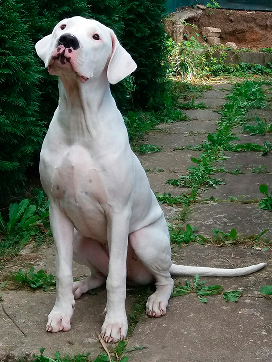 argentinská doga