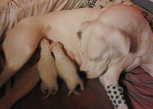 Narození štěňat argentinské dogy