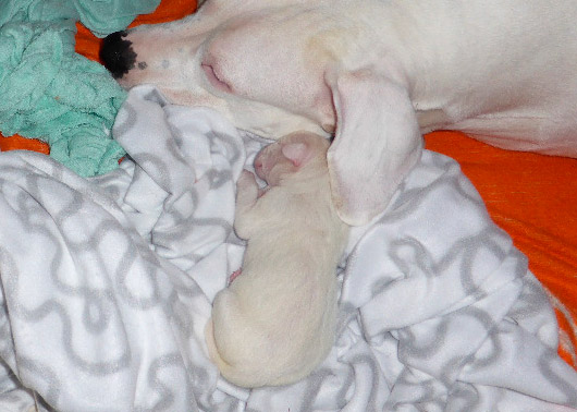 2denní štěňata argentinské dogy