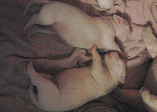 Anabell Gran Toro de Sentada a Adina Gran Toro de Sentada