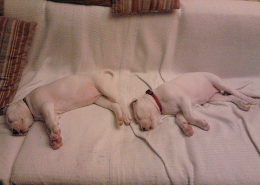 Anabell Gran Toro de Sentada a Adina Gran Toro de Sentada