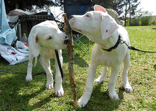 KVP v Choťovicích Moloss club cz